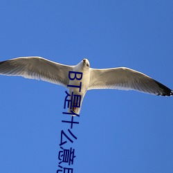 BT是什么意思