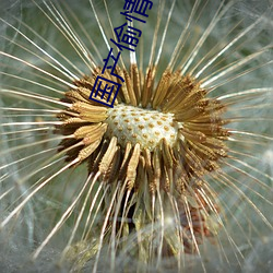国(guó)产偷情系列