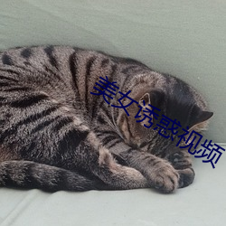 美女诱惑视频 （意想不到