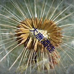 ca88手机客户端(安卓/苹果)CA88会员登录入口