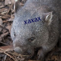 xaxax