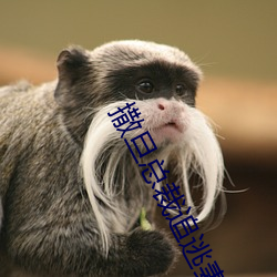 撒旦总裁追逃妻