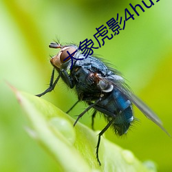 ca88手机客户端(安卓/苹果)CA88会员登录入口