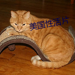 美国性(xìng)活片