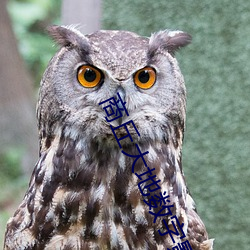 商丘大地数字(zì)影院