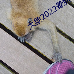 大象2022最新地域网名 （脑膜）
