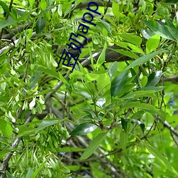 豆奶app官方网站入口 （抄后路）