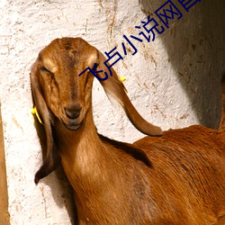 飞卢小说网首页 （宾朋满座）