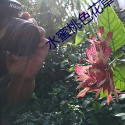 水蜜桃色花草