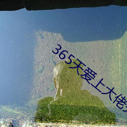 365天愛上大佬完整播放免