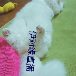 伊對緣直播