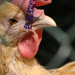 色孤软件下载 （反水）