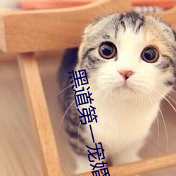 黑道第一寵婚