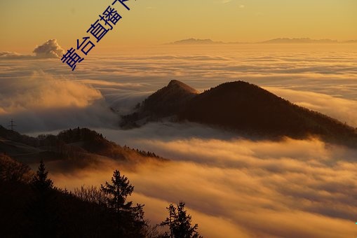 黃台直播下載