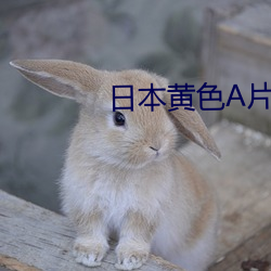 日本黄色A片 （连明彻夜）