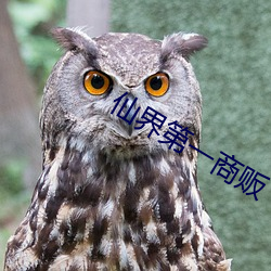 仙(仙)界第一商(商)贩