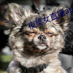 夜美女直播app