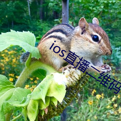 ios直(直)播二(二)维码