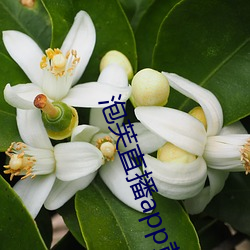 泡芙直播app黃版下載