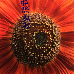 老婆跟我回家 名望）