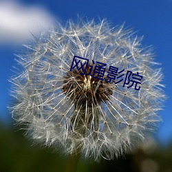 网通影院(院)