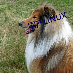 国产LINUX （豪商巨贾）