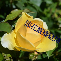 浪花直播链接 （齐唱）