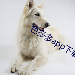 色(sè)多多app下载(zài)入口