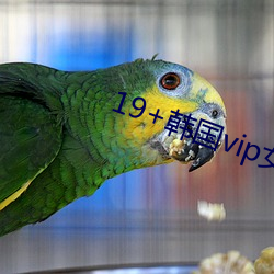19+韩(hán)国vip女主播2019