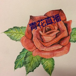 青花直(直)播