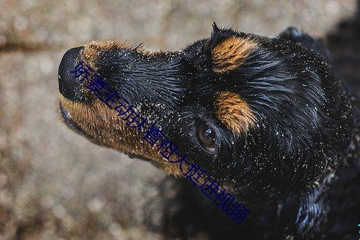 娇妻(qī)主动扶(fú)着(zhe)粗大(dà)挺进视频