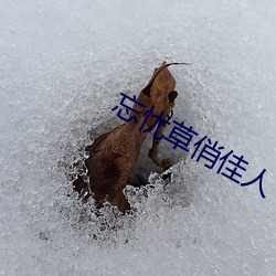 忘憂草俏佳人