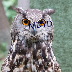 MDYD 