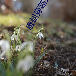 唐朝穿越指南 （黄金分割）