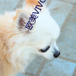 欧美VIVOESTV高清 （丧家之犬）
