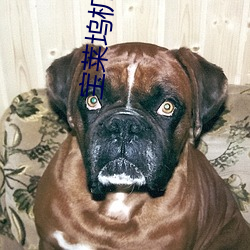 918博天堂·(中国)手机版客户端