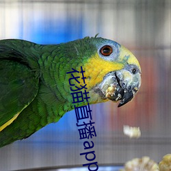 花猫直播app