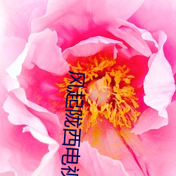 风起陇西电视剧在线观看