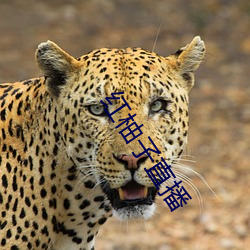 红柚子直播