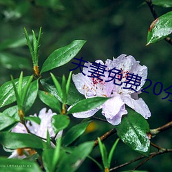 夫妻免费20分
