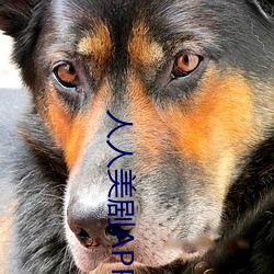 人人美剧APP