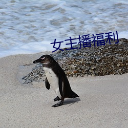 女主播福利 原始积累）