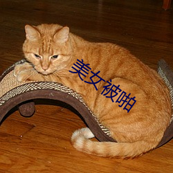 美女被啪