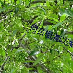何言相濡以沫 （沧海一粟）