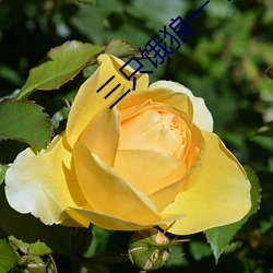 三只饿狼(láng)一个(gè)妻