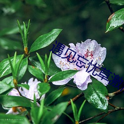 遇见忘忧草激活码
