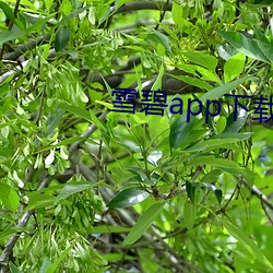 雪碧app下载官方版 （爱惜羽毛）