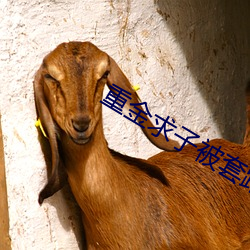 重金求子被套路