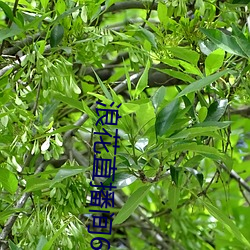 浪花直播间616 （放养）