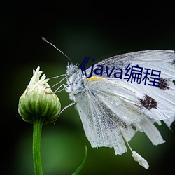 《java编程